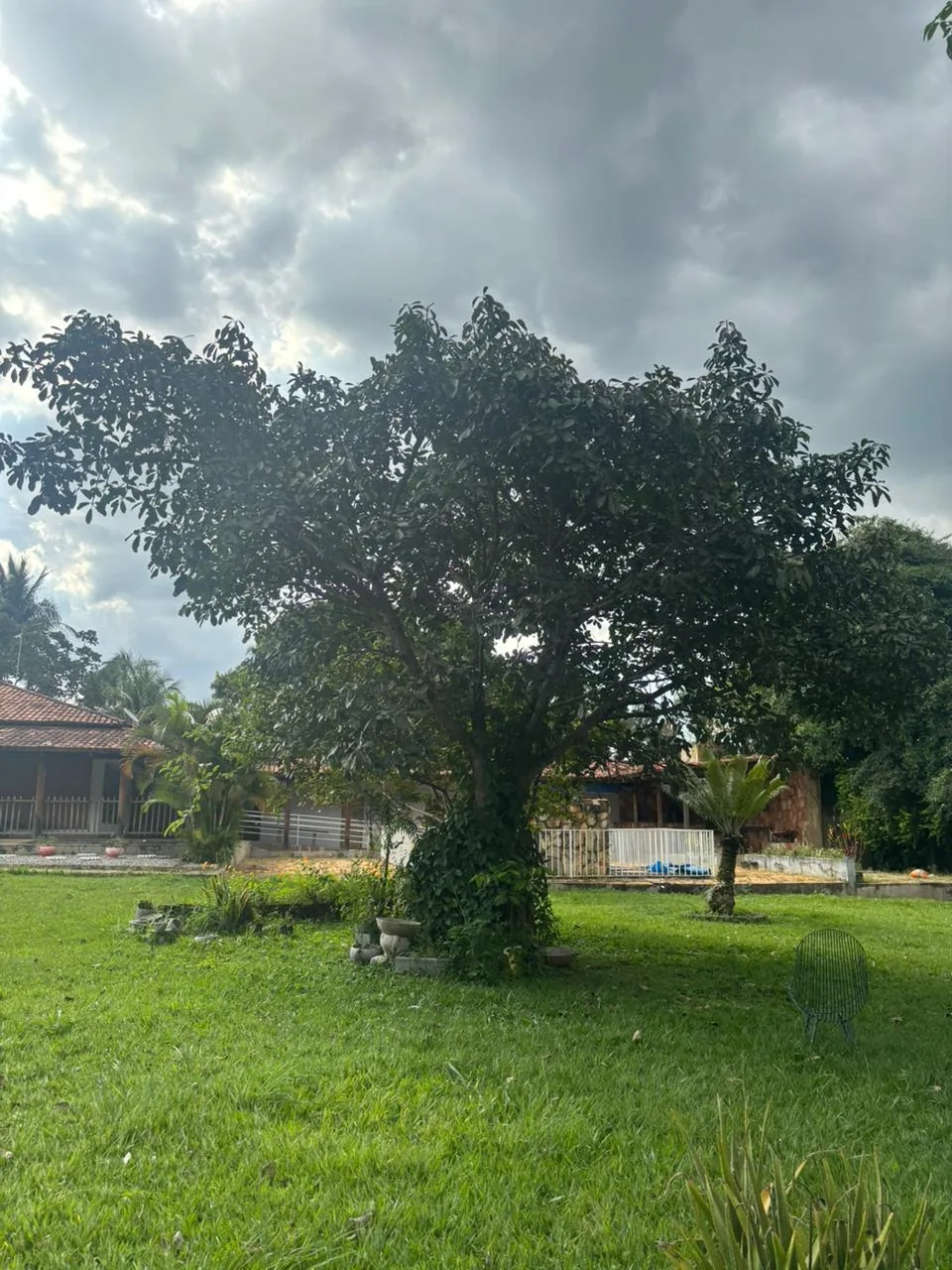 Área verde do Grupo Salvar Vidas em Goiás